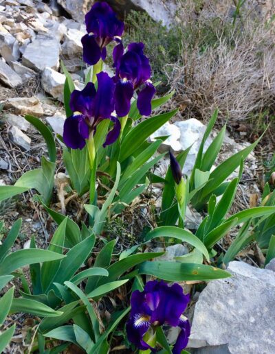 Iris des garrigues - Gorges de la Méouge