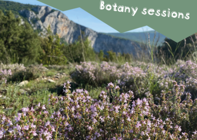 Botany sessions in Provence garrigue - Hiking Sisteron Provence