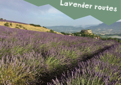 Lavender routes - Hiking Sisteron Provence