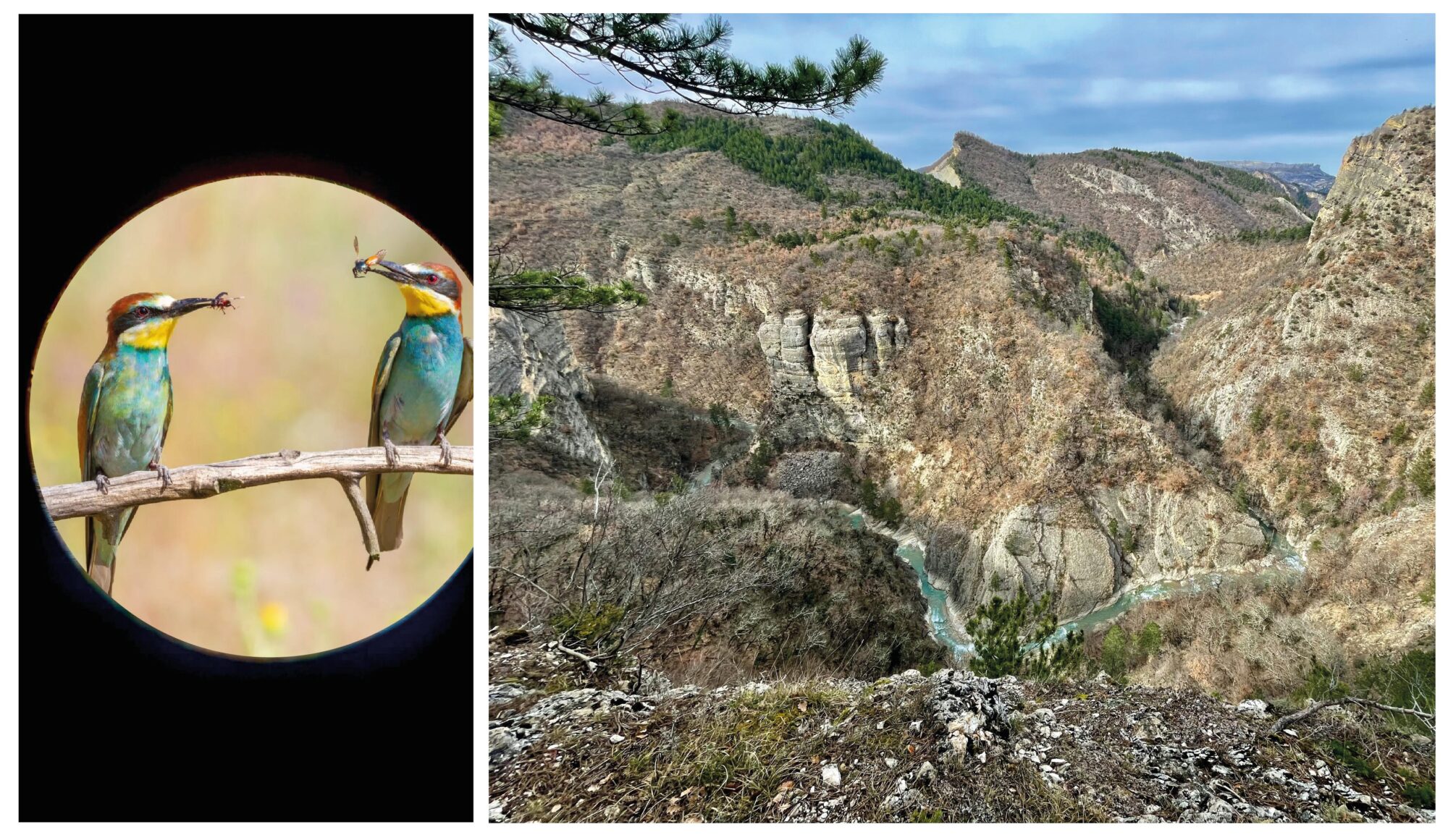 Gorges du Vançon et guêpiers